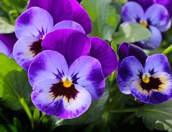 Pansies, Purple Flower, Viola
Pixabay

