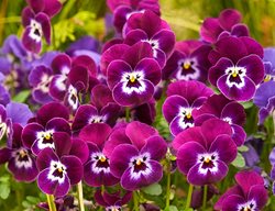 Pansy Flowers, Purple And Pink Pansies
Garden Design
Calimesa, CA