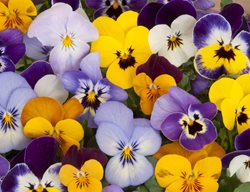 Pansy Flowers, Yellow Purple And White Pansies
Shutterstock.com
New York, NY