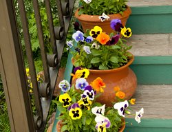 Pansy Pots On Stairs, Pansies In Pots
Shutterstock.com
New York, NY