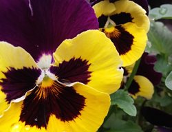 Pansy, Yellow, Viola X Wittrockiana
Pixabay
