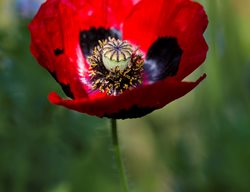 Papaver Commutatum
Garden Design
Calimesa, CA
