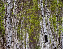Paper Birch, Path, Acadia National Park
Alamy Stock Photo
Brooklyn, NY