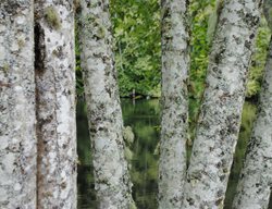 Paper Birch Trees
Garden Design
Calimesa, CA