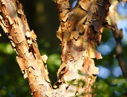 Paperbark Maple, Acer Griseum
Shutterstock.com
New York, NY