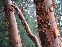 Paperbark Maple, Peeling Bark, Acer Griseum
Garden Design
Calimesa, CA