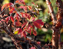 Paperbark Maple Tree, Acer Griseum
Shutterstock.com
New York, NY