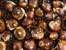 Paperwhite Bulbs, Flower Bulbs
Shutterstock.com
New York, NY