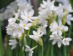 Paperwhite Flowers, Paperwhite Narcissus
Shutterstock.com
New York, NY