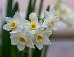 Paperwhite, Narcissus Flower
Shutterstock.com
New York, NY