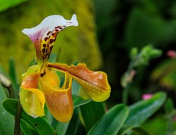 Paphiopedilum, Low Light Houseplant
Shutterstock.com
New York, NY