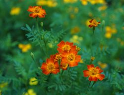 Paprika Marigold, Tagetes, Marigold Flower
Shutterstock.com
New York, NY