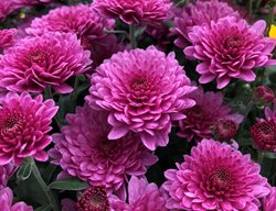 Paradiso Pink Mum, Fall Flower
Proven Winners
Sycamore, IL