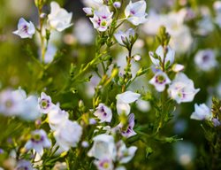 Parahebe Catarractae, Evergreen Shrub
Garden Design
Calimesa, CA