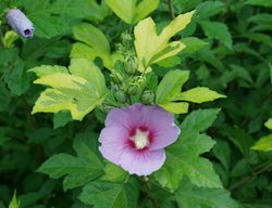 Paraplu Adorned Rose Of Sharon, Hibiscus Syriacus
Proven Winners
Sycamore, IL
