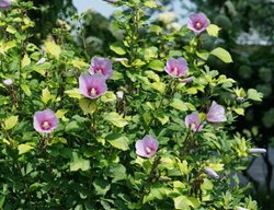 Paraplu Adorned Rose Of Sharon, Hibiscus Syriacus
Proven Winners
Sycamore, IL