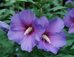 Paraplu Violet Rose Of Sharon, Hibiscus Flower
Proven Winners
Sycamore, IL