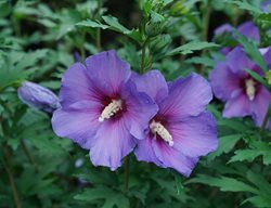 Paraplu Violet Rose Of Sharon, Purple Rose Of Sharon
Proven Winners
Sycamore, IL