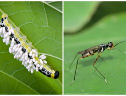 Parasitic Wasp And Caterpillar
Shutterstock.com
New York, NY