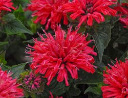 Pardon My Cerise Bee Balm, Monarda Didyma, Cerise Flower
Proven Winners
Sycamore, IL