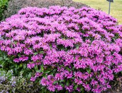 Pardon My Lavender Bee Balm, Monarda
Proven Winners
Sycamore, IL