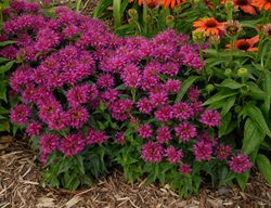 Pardon My Purple Bee Balm, Monarda Didyma, Purple Flower
Walters Gardens

