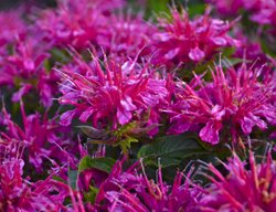 Pardon My Purple Bee Balm, Monarda
Proven Winners
Sycamore, IL