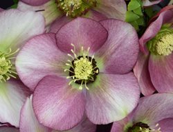 Paris In Pink Hellebore, Helleborus Hybrid
Proven Winners
Sycamore, IL