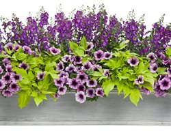 Parisian Nights Container, Angelface Blue Angelonia, Bordeaux Supertunia, Sweet Potato Vine
Proven Winners
Sycamore, IL