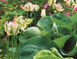 Parrot Tulips, Hostas
Garden Design
Calimesa, CA