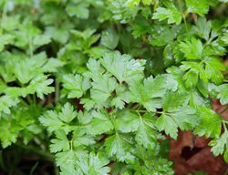 Parsley, Petroselinum Crispum
Shutterstock.com
New York, NY