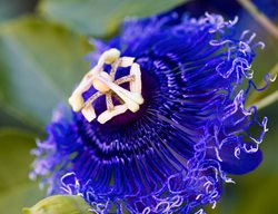 Passiflora ‘blue Eyed Susan’ (passion Flower)
Garden Design
Calimesa, CA