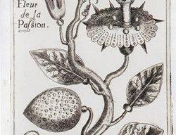 Passiflora-Simbologia-Cristo-Resized
Garden Design
Calimesa, CA