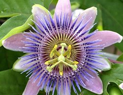 Passion Flower 1
Garden Design
Calimesa, CA