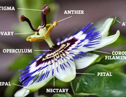 Passion Flower
Garden Design
Calimesa, CA