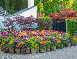 Passion For Color
Garden Design
Calimesa, CA
