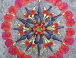 Passionflower
Garden Design
Calimesa, CA