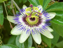 Passionflower, Passiflora Caerulea
Garden Design
Calimesa, CA