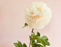 Pastelegance, Double Peony, Pastel Pink
Garden Design
Calimesa, CA