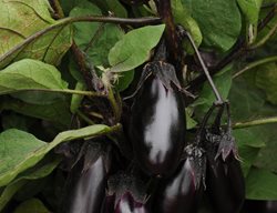 Patio Baby Eggplant, Dwarf Eggplant
Ball Horticultural Company
Chicago, IL