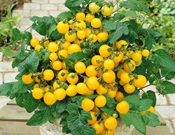 Patio Sunshine Tomato, Yellow Cherry Tomato
Proven Winners
Sycamore, IL