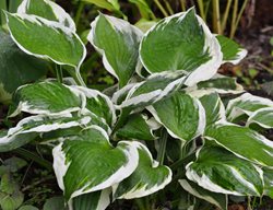Patiot Hosta, Hosta Plant, White And Green Leaves
Shutterstock.com
New York, NY
