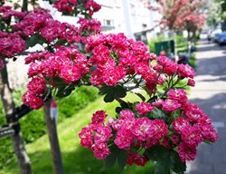 Paul's Scarlet Hawthorn Tree, English Hawthorn, Crataegus Laevigata
Shutterstock.com
New York, NY