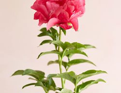 Paula Fay, Peony, Shocking Pink
Garden Design
Calimesa, CA