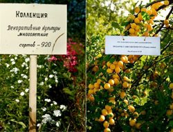 Pavlovsk
Garden Design
Calimesa, CA