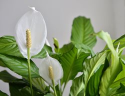 Peace Lily Flower, Spathiphyllum Flower, White Flower
Shutterstock.com
New York, NY