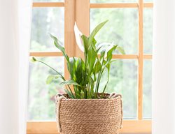 Peace Lily Plant, Spathiphyllum, Spath
Shutterstock.com
New York, NY
