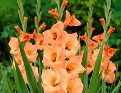 Peach Gladiolus, Peter Pears
Visions Pictures & Photography
