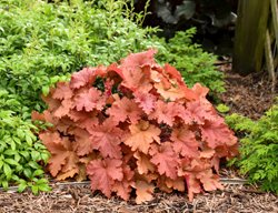 Peachberry Ice Heuchera, Coral Bells, Orange Foliage
Proven Winners
Sycamore, IL