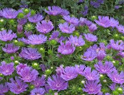 Peachie's Pick Aster, Lavender-Blue Aster
Proven Winners
Sycamore, IL